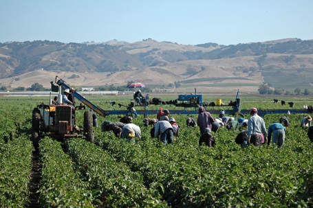 Farm workers harvesting yellow peppers in California